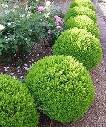 True Dwarf English Boxwood (Buxus) - Starter Plant (7M) (1 Live Plant) #TOP4
