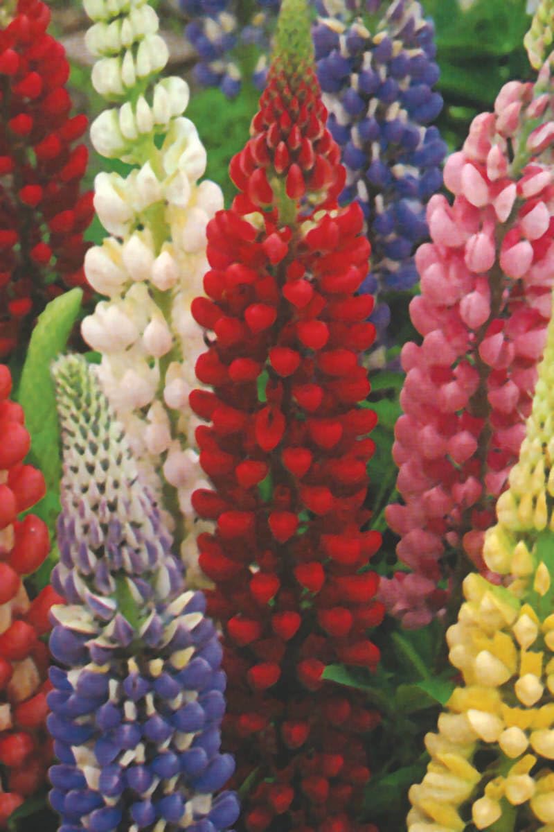 Willvine Russell Strain Mixed Lupine-VK-11J