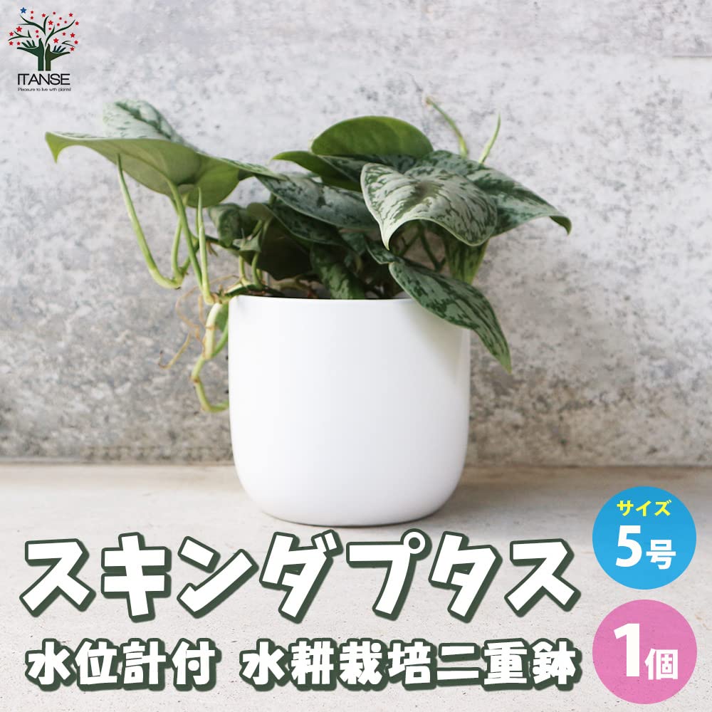 クピド 二輪草鉢植え ニリンソウ：八重咲き二輪草 銀盃（ギンサカズキ