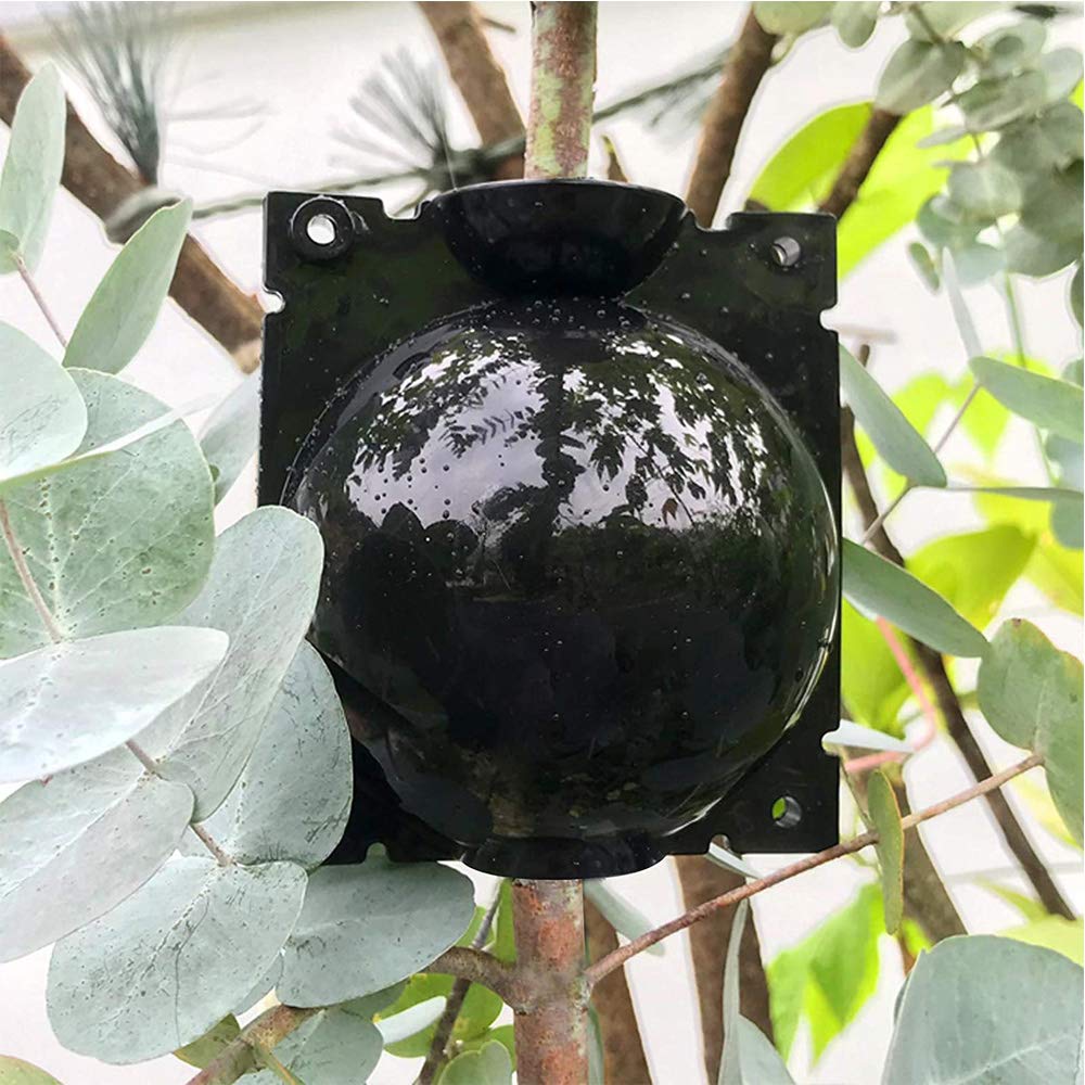 Dispositivo di Radicazione Delle Piante, 4 Pezzi Scatola di Innesto Delle Piante, Scatola per Innesto, per la Riproduzione Asessuata di Piante da Giardino Indoor e Outdoor (Nero)