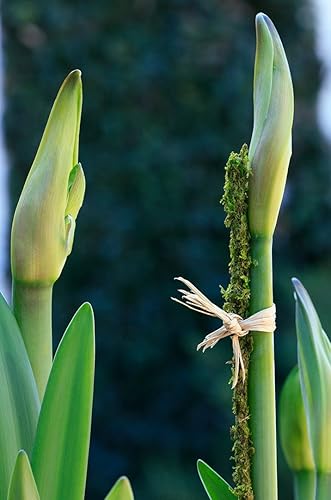 Miniatura 3 de SuperMoss (22050) Estacas de musgo preservadas, verde fresco, 18 pulgadas (paquete de 6)