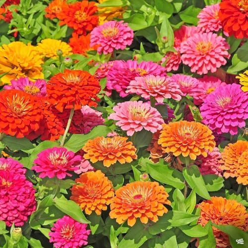 Zinnia Seeds Mix