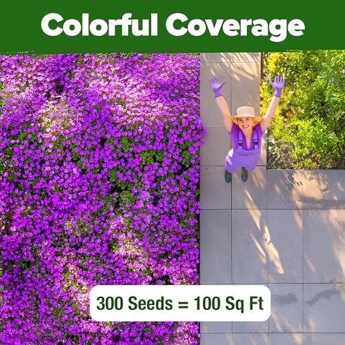 Image of HOME GROWN Aubrieta Rock Cress Purple, Flowering Ground Cover Seed Pack, Non GMO Perennial Cress Seeds for Planting Outdoor Lawn Gardens 300 Aubrieta deltoidea Flower Seeds