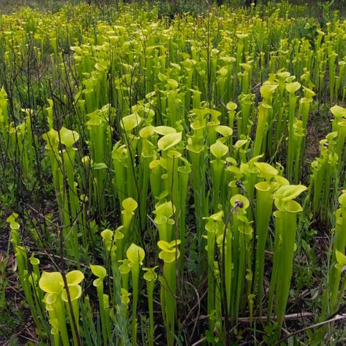 Fleischfressende Schlauchpflanze, Sarracenia purpurea, bio exotische zimmerpflanzen immergrüne 500pcs