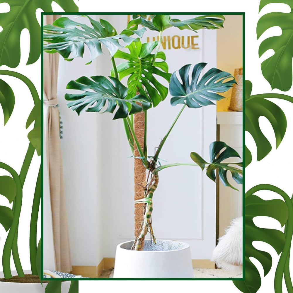Support de plante de 30 cm en tiges de mousse, bâton de mousse pour Monstera et plantes grimpantes