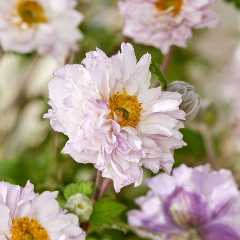 Anemone 'Frilly Knickers' – Hardy Japanese Perennial – Ruffled Double Blooms – Late Summer Colour – Ideal for Borders & Containers – Compact & Elegant Flowering Plant - 9cm x1 by Thompson & Morgan