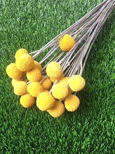 BD Crafts CRASPEDIA/BILLY BALLS. DRIED BUNDLE OF 24 STEMS GROWN IN U.S.A
