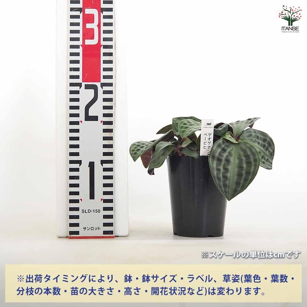 Amazon｜ITANSE ゲオゲナンツス ペーピヒー 3号 1個売り 観葉