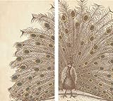 HomArt Large Decorative Peacock Matches