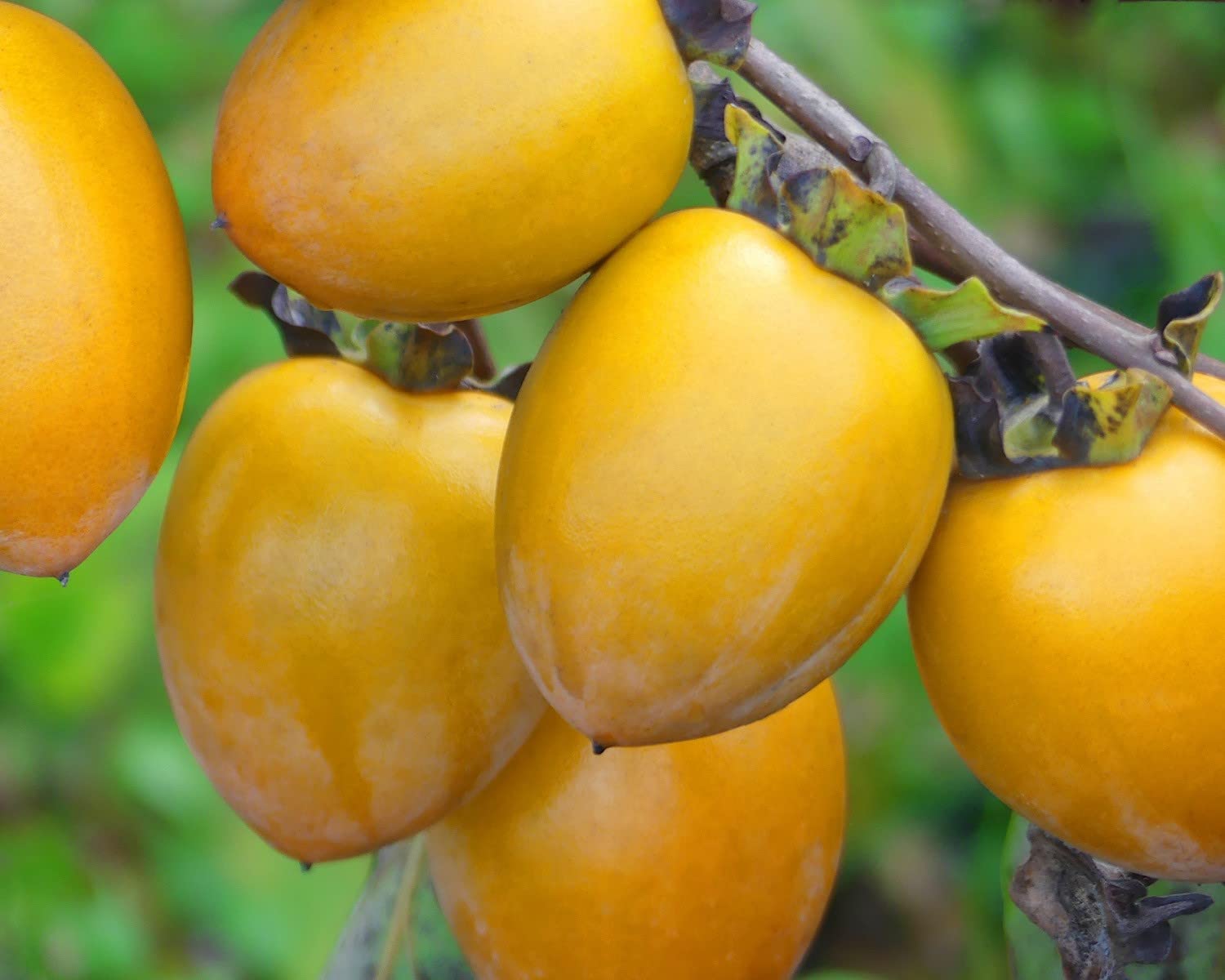 Amazon.co.jp: 柿 かき あたご柿 渋柿 干柿用渋柿 《佐竹果樹園の