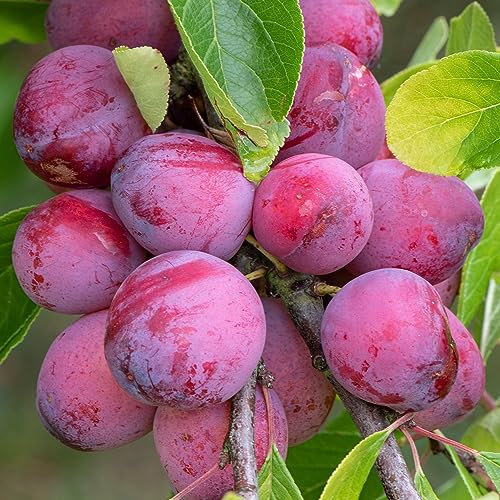 Victoria Plum Tree - Grow Your Own Fresh Plums - Edible Healthy Snack - Garden Ready for Planting - Patio Fruit Trees for Outdoor Growing - Perfect for UK Gardens - 4-5ft Mature Plant