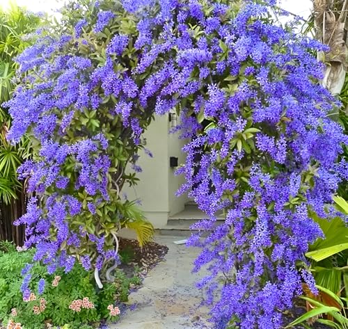 Image of Vine Cutting Rare Sandpaper /Nlimoni Lata Flower Outdoor Balcony Cllimbeing Tree Plant For Home Garden pack of 1 (Without Pot)