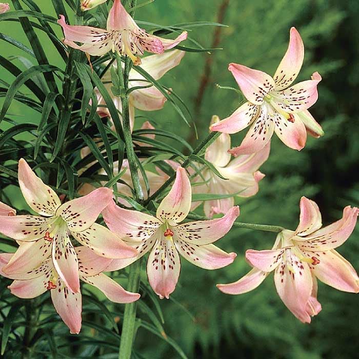 シャンデリアリリー球根 スー○ーさま確認用 Amazon.co.jp: シャンデリア リリー 【 コサージュ 】 球根 2球 豪華