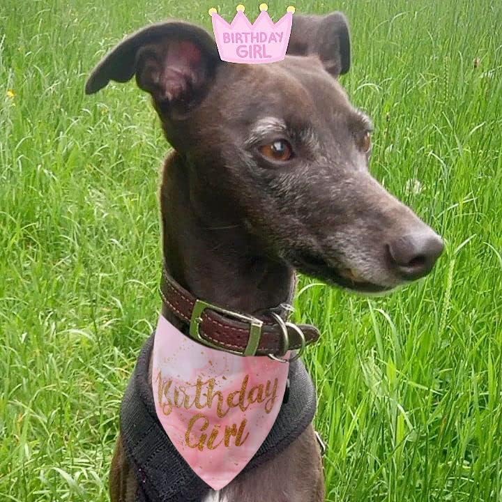 Miniatura 4 de Bandana de cumpleaños para perro, suministros de fiesta de cumpleaños para niñas, bandana para perros pequeños y medianos