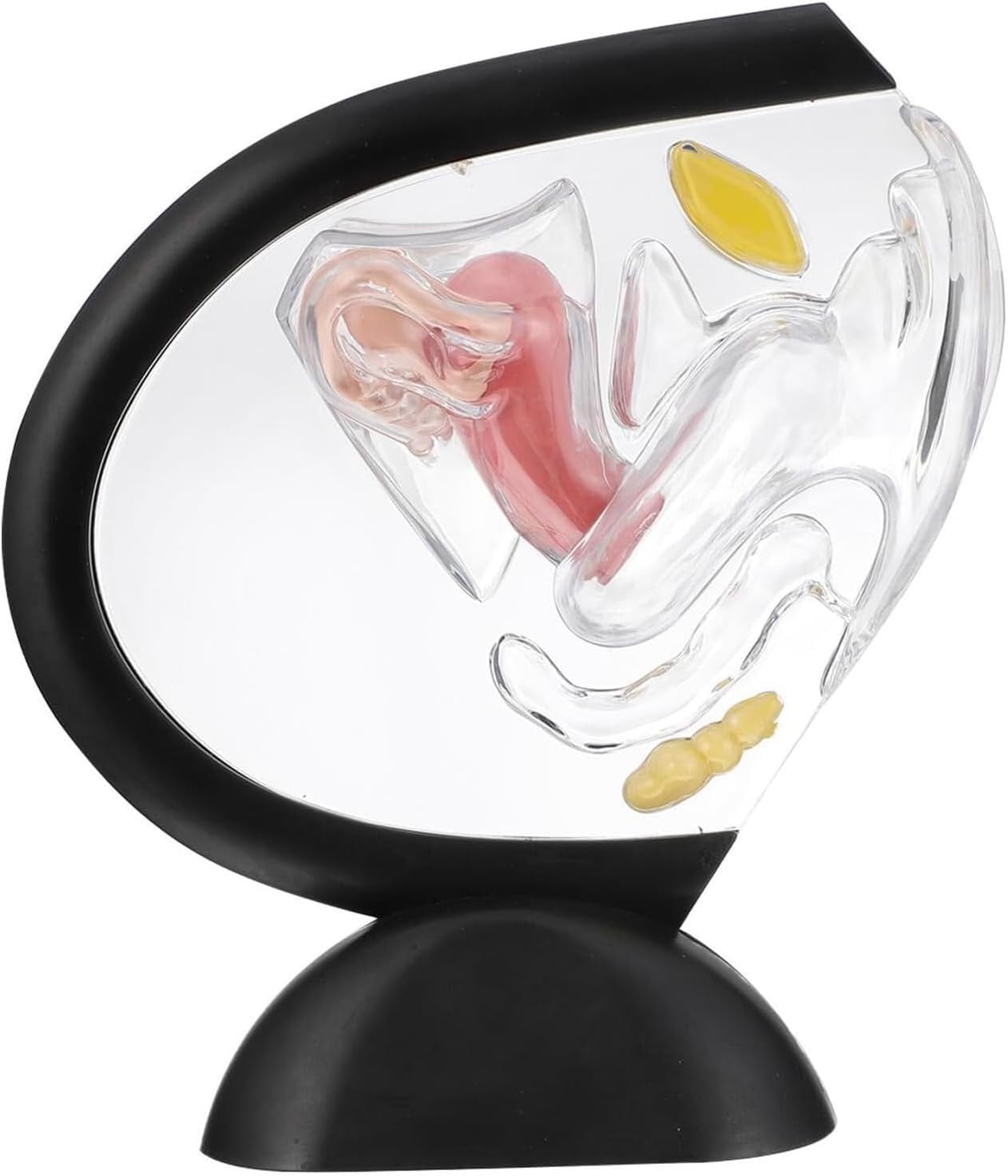 Transparent Uterus Anatomical Model, Detachable Female Uterus Teaching Model, Female Pelvic Reproductive System Teaching Aids, for Medical Education and Training