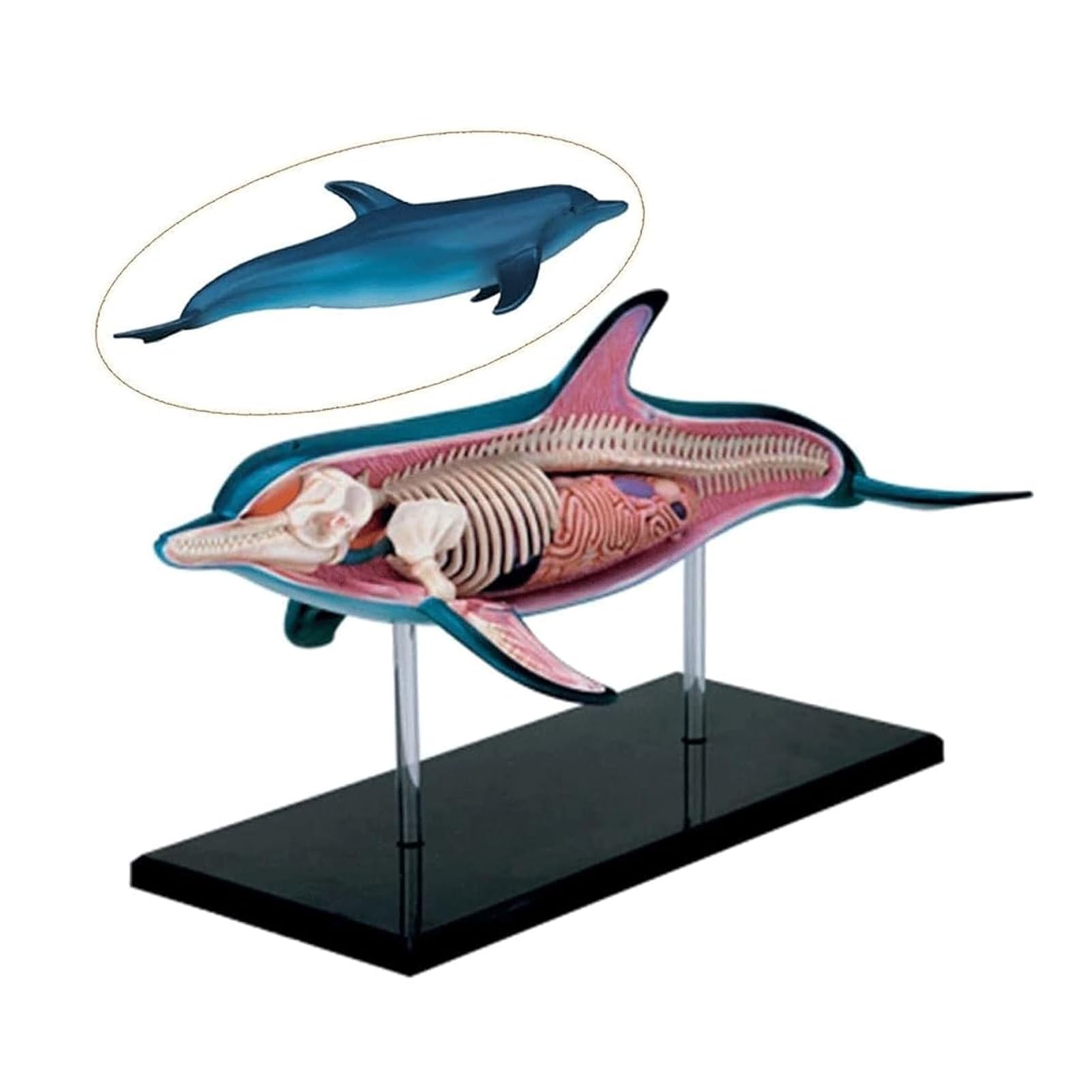 Amazon.co.jp: 人体解剖モデル イルカの解剖学モデル 骨格モデル