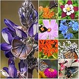 Package of 30,000 Seeds, Bird and Butterfly Wildflower Mixture (100% Pure Live Seed) Non-GMO Seeds by Seed Needs