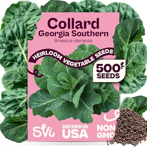 SVI 500 Georgia Southern Collard Green Seeds (Brassica oleracea) Collard Greens Seed Packets Heat and Cold Tolerant Collards Vegetable Seeds for Outdoor Vegetable Garden Raised Beds