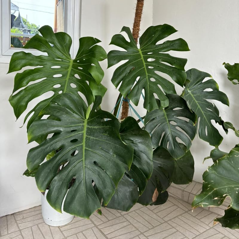 philodendron silver angel Philodendron 