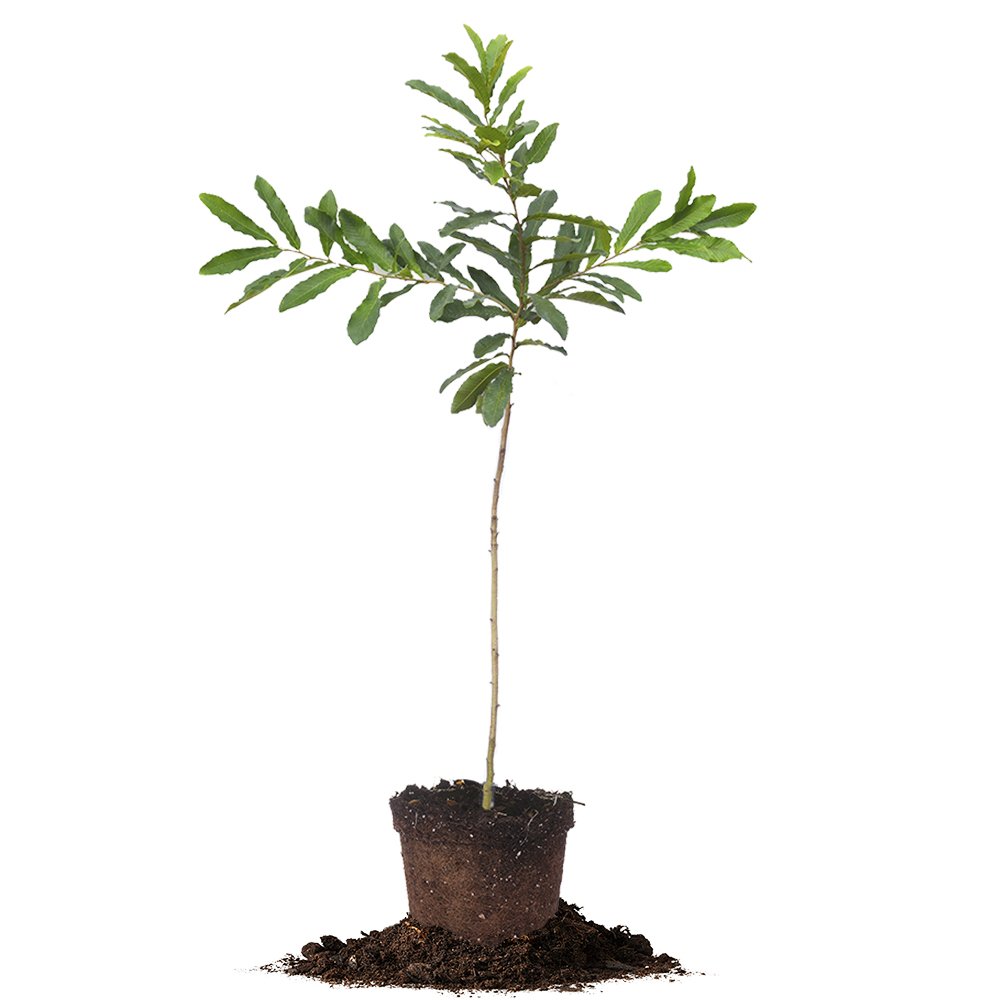 Sawtooth Oak - Size: 5-6 ft, Live Plant, Includes Special Blend Fertilizer & Planting Guide