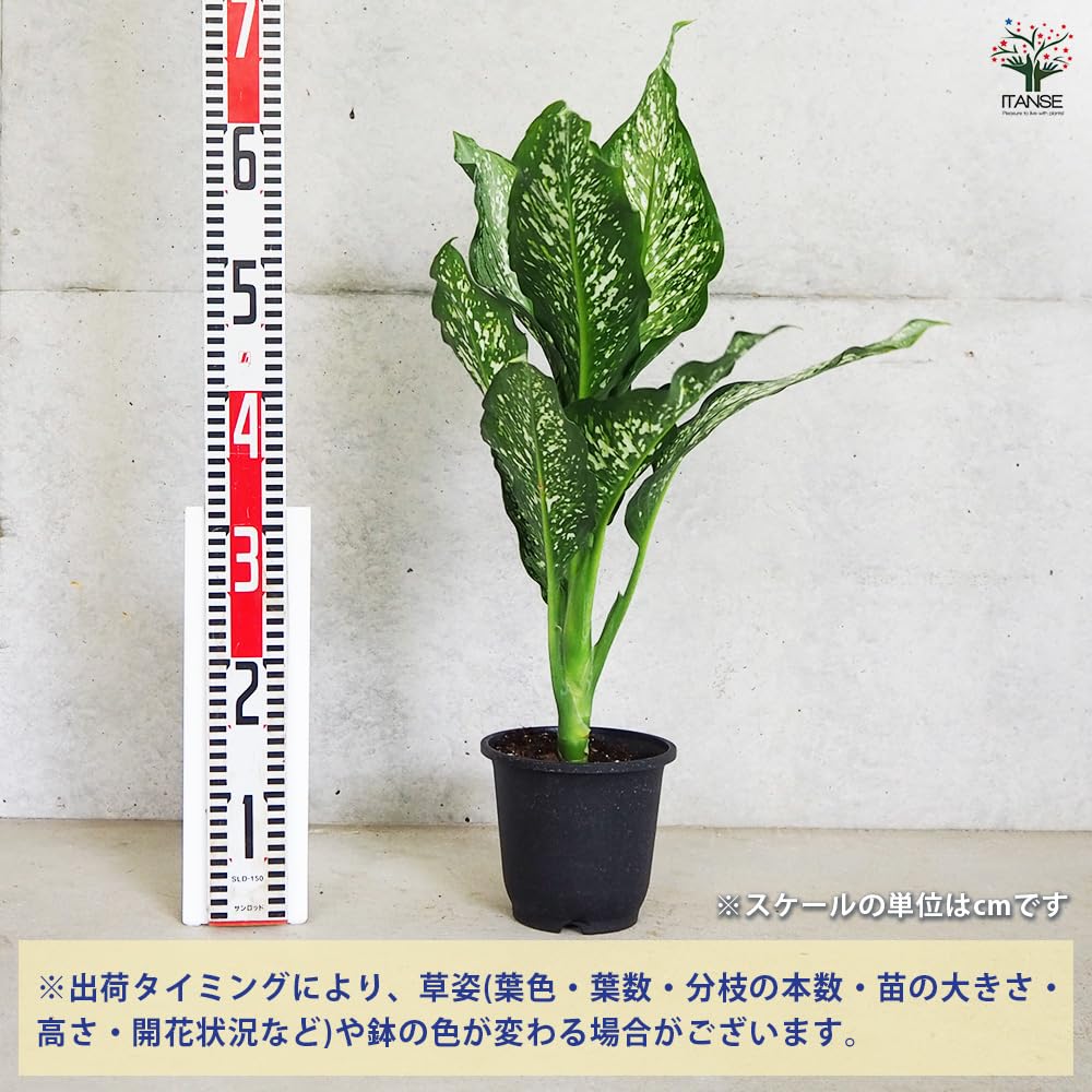 Amazon｜ITANSE ディフェンバキア ティキ 5号 1個売り【観葉植物