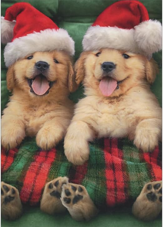 Avanti Press Puppies in Santa Hats Under Red and Green