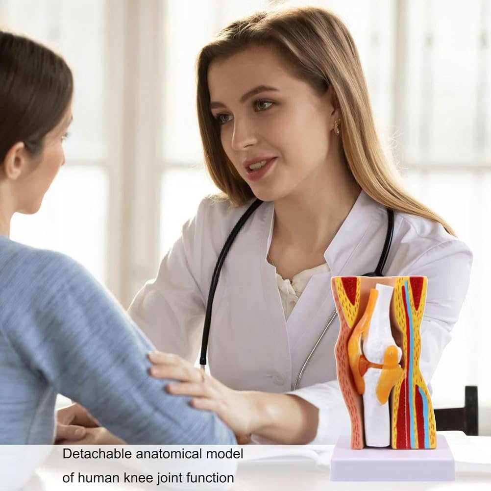 Generico Modello di Anatomia dell'Articolazione del Ginocchio Umano Ausilio Didattico Modello di Ginocchio Flessibile per Educazione Scientifica, Modello Didattico