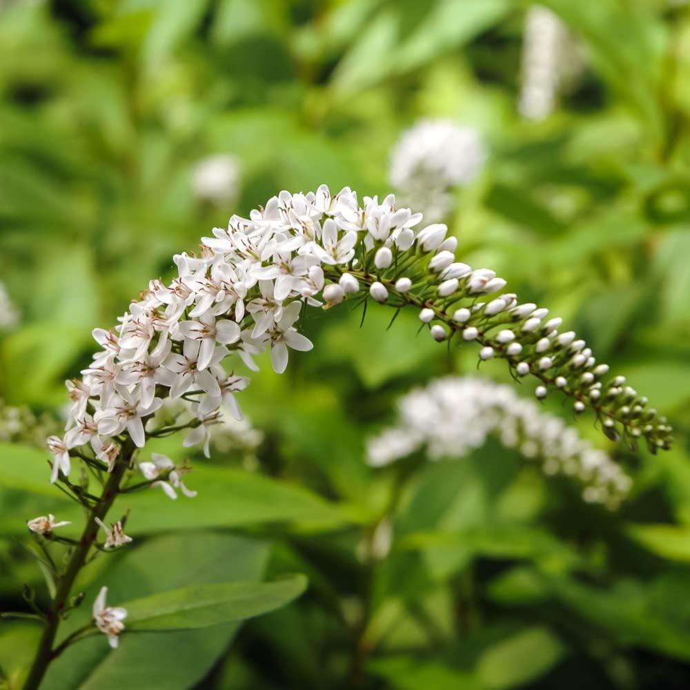 Lysimachia ephemerum Hardy Perennial 1 Litre Potted Plant by Thompson and Morgan