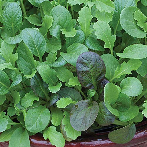 Salad Leaves - Winter Greens ‘The Good Life Mixed’ Hardy Annual 1 Packet (125 Seeds) by Thompson and Morgan