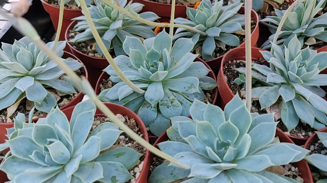 Amazon.com: Succulents Box Paquete de suculentas en forma de