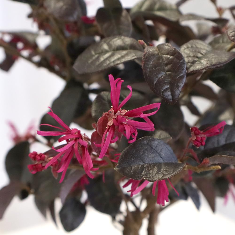KENTIS Bonsai Loropetalum Echter Outdoor-Bonsai H 35-40 cm Topf Ø 21 cm