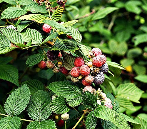 CERTIFIED ORGANIC Raspberry Leaf Cut and Sifted 1 LB Bag –100% NATURAL, KOSHER Berries (Rubus idaeus)