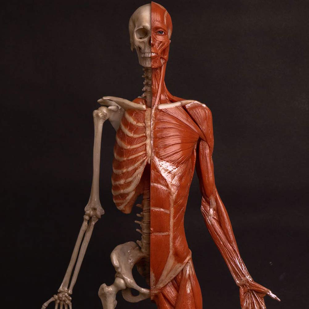 Model anatomiczny kobiecego mięśnia, kości i skóry Ecorché, model anatomiczny ludzkiego szkieletu mięśniowego, materiał