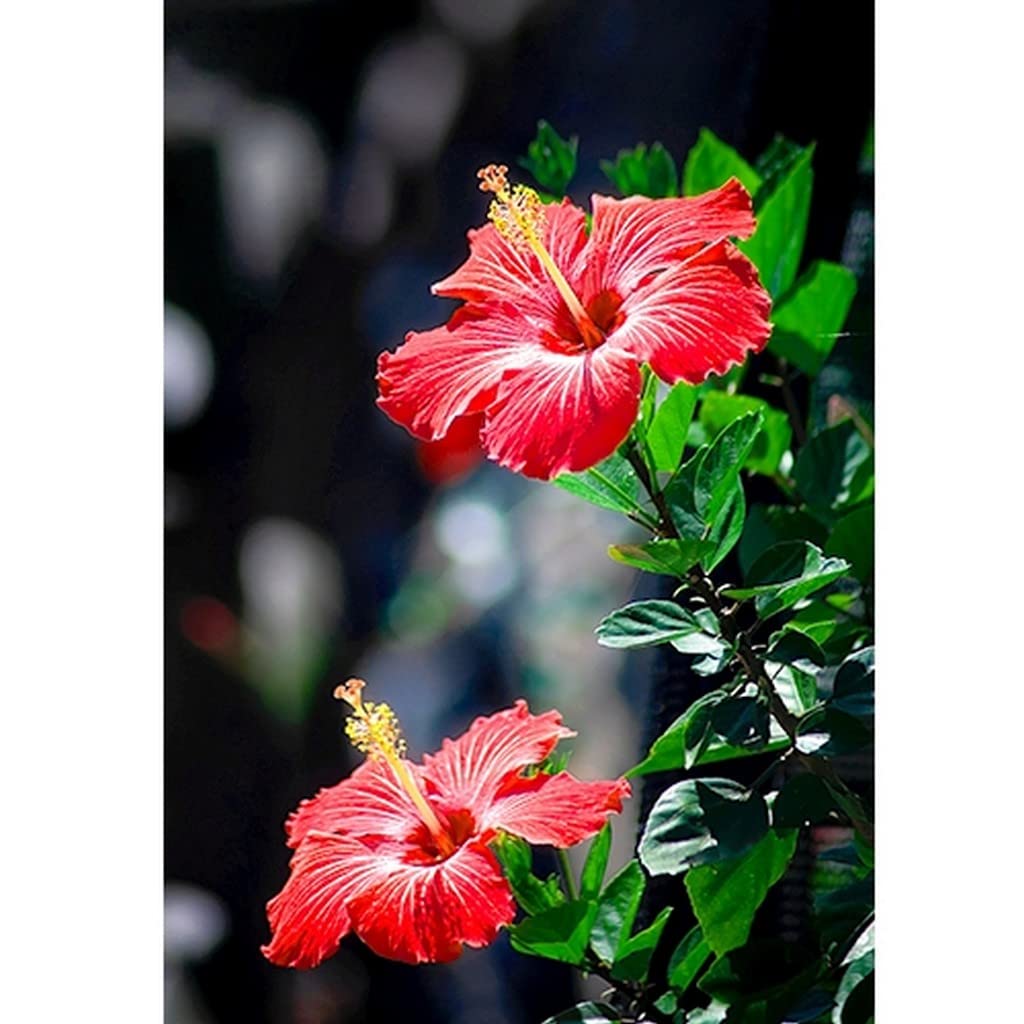 OhhSome Plant For Home Bushy Evergreen Shrub Garden (Healthy Live Plant) (B09L8L8YBK) Amazon Price History, Amazon Price Tracker
