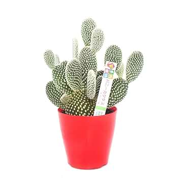 サボテン Amazon|【charm】(観葉植物)サボテン オプンティア バニー