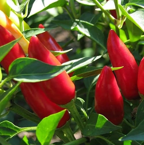 Miniatura 2 de Red Thai Chili Hot Chili Semillas Picantes Más de 300 Semillas