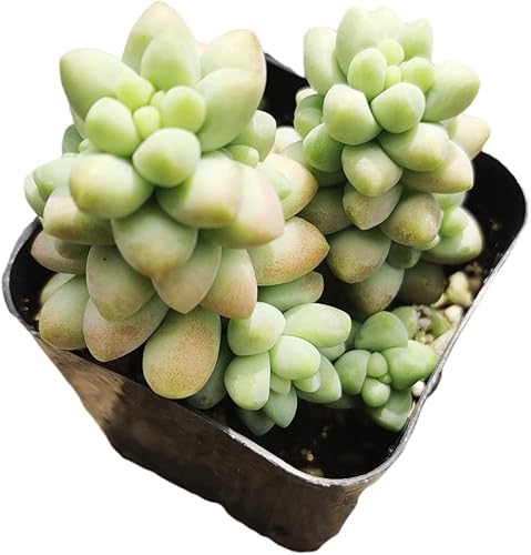 Vista 37 de Plantas de cactus suculentas vivas de USKC (maceta de 2 pulgadas)