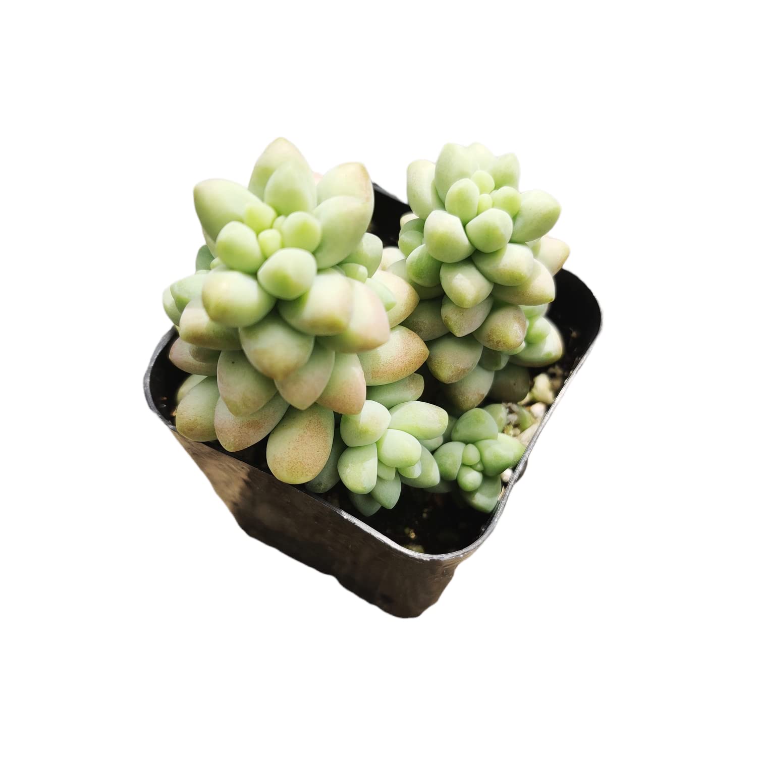 Amazon.com : FOLIAGEMS Live Succulent Cactus Plants from USKC (2" Pot)  (Sedum Burrito Donkey Tail) : Patio, Lawn & Garden