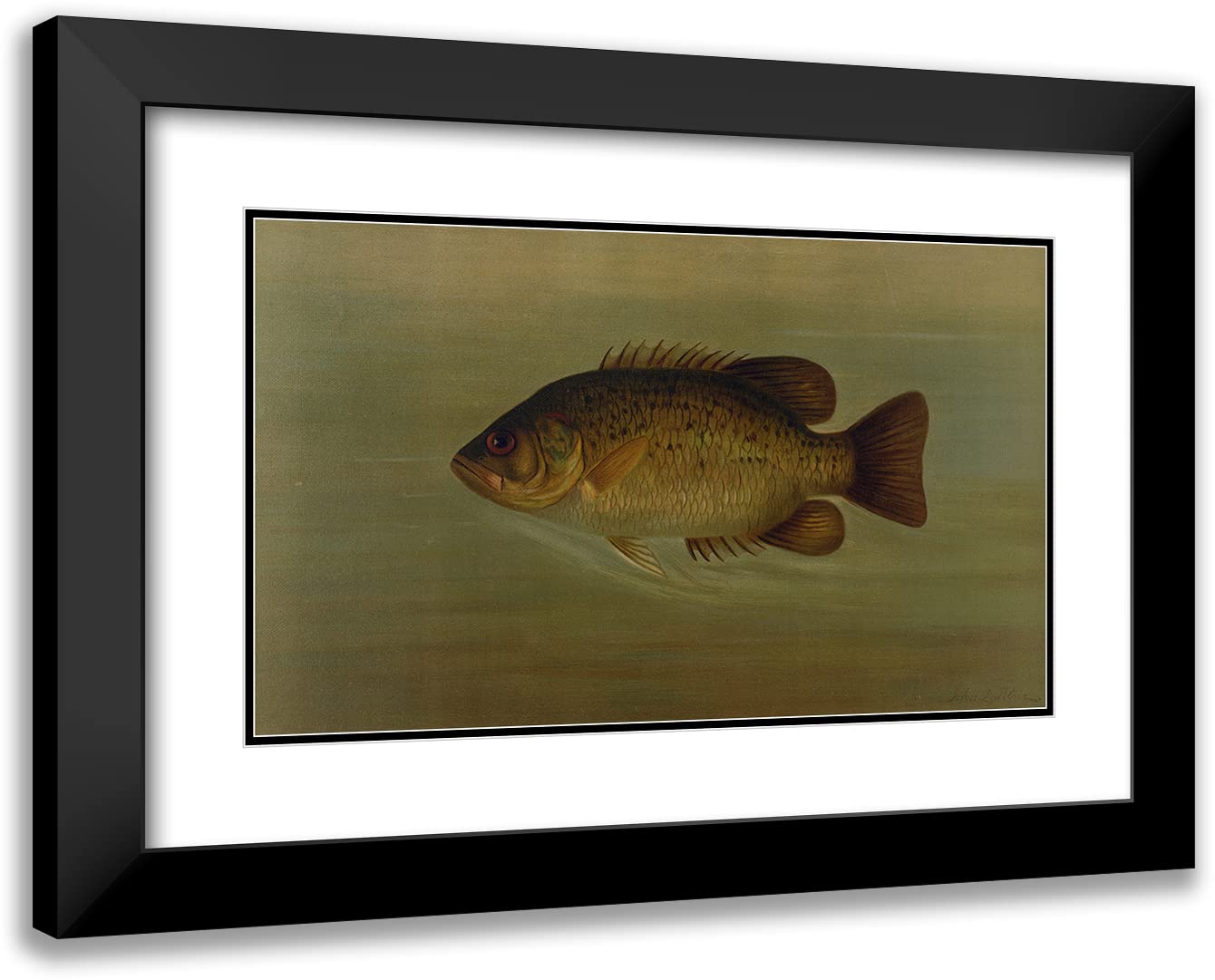 ArtDirect John L. Petrie 24x16 Black Modern Frame and Double Matted Museum Art Print Titled - The Common Sunfish, Eupomotis Gibbosus. (1898)