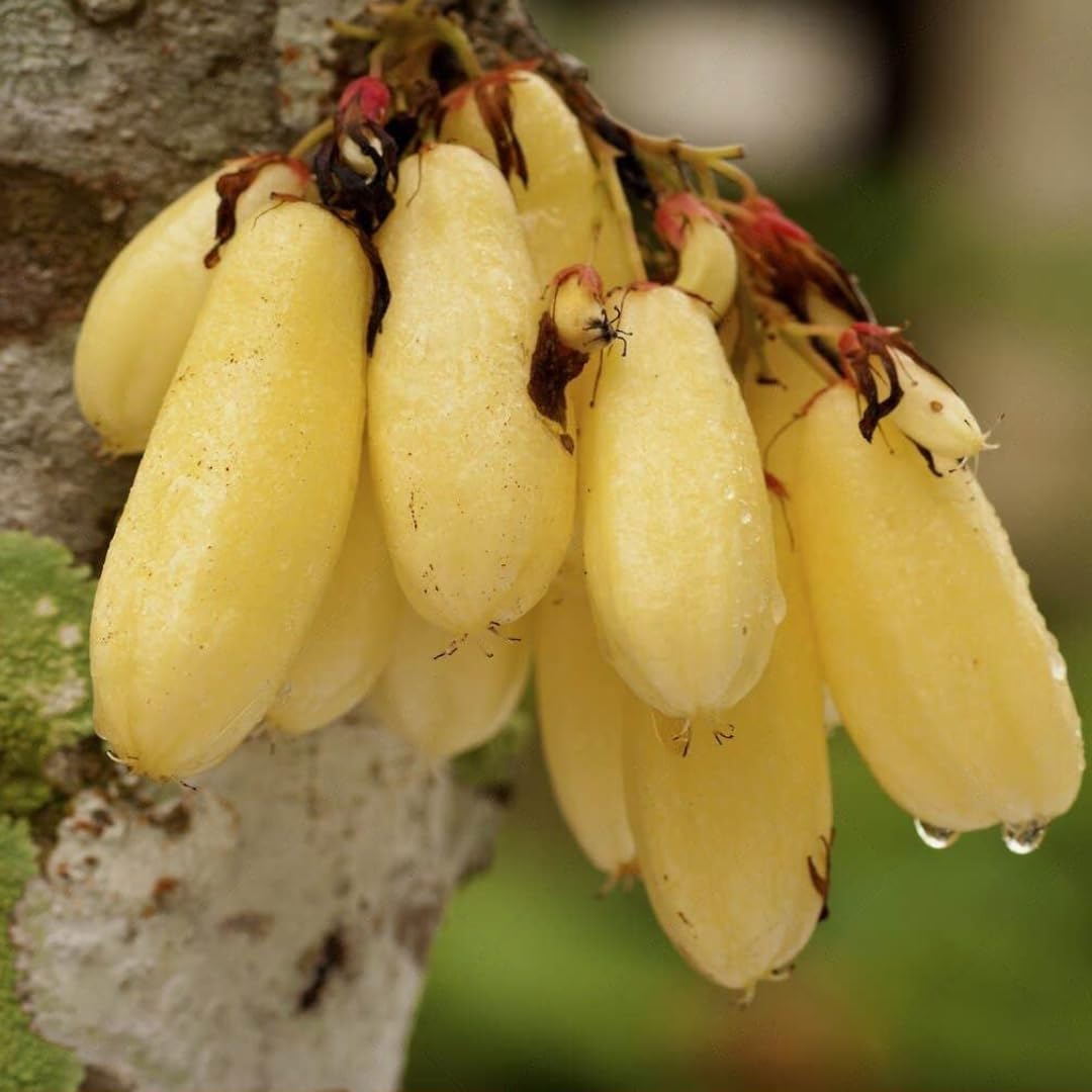 Nursery Live Rare Bilimbi Fruit Plant (Yellow, Hybrid) Averrhoa bilimbi Exotic 1 Live Fruit Plant (B09ML4GFXY) Amazon Price History, Amazon Price Tracker