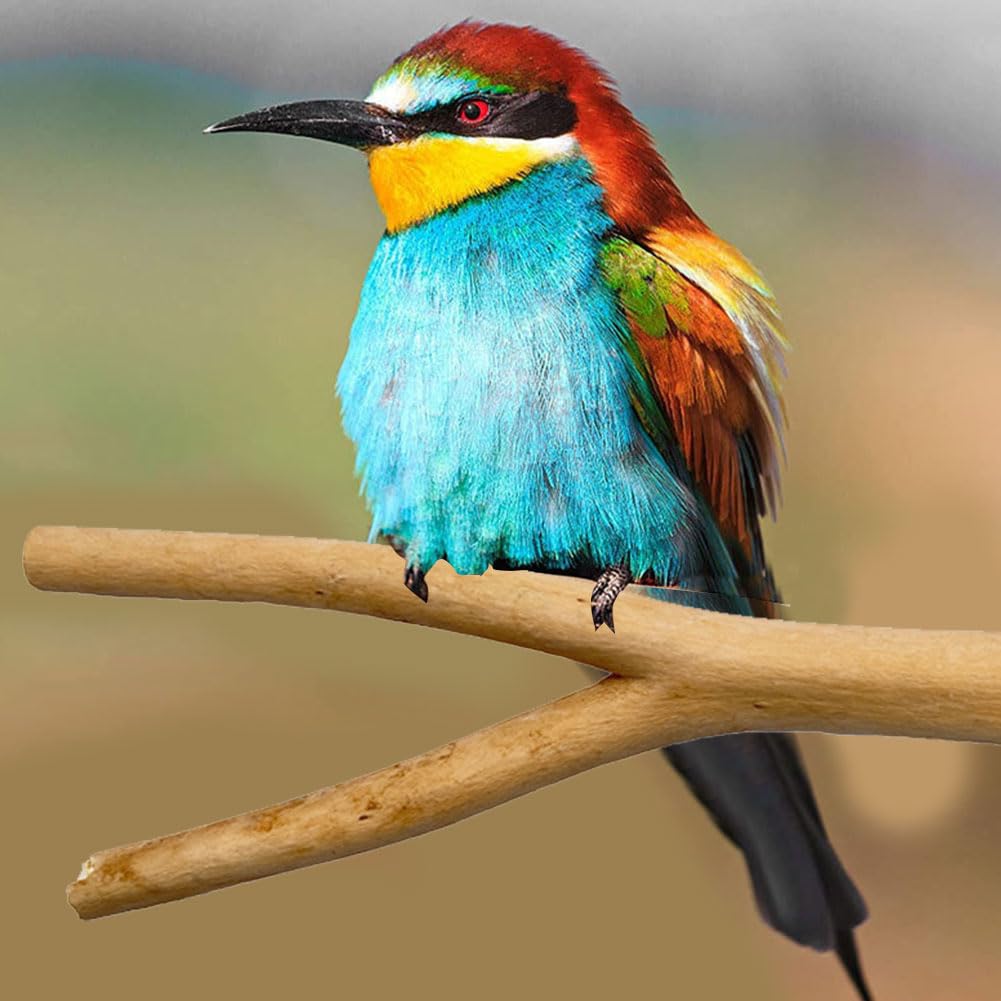 Posatoi per Uccelli, Posatoi per Pappagalli, Posatoi in Legno, 4 Pezzi Legno Natural per Parrot, Legno di Pappagallo, Adatto per Fringuelli, Canarini, Pappagalli, Calopsitte, Parrocchetti