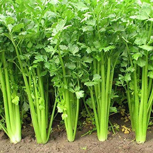 Celery Seeds-Organic Kintsai Chinese Dark Green Celery Seeds Vegetable Seeds Heirloom Non GMO