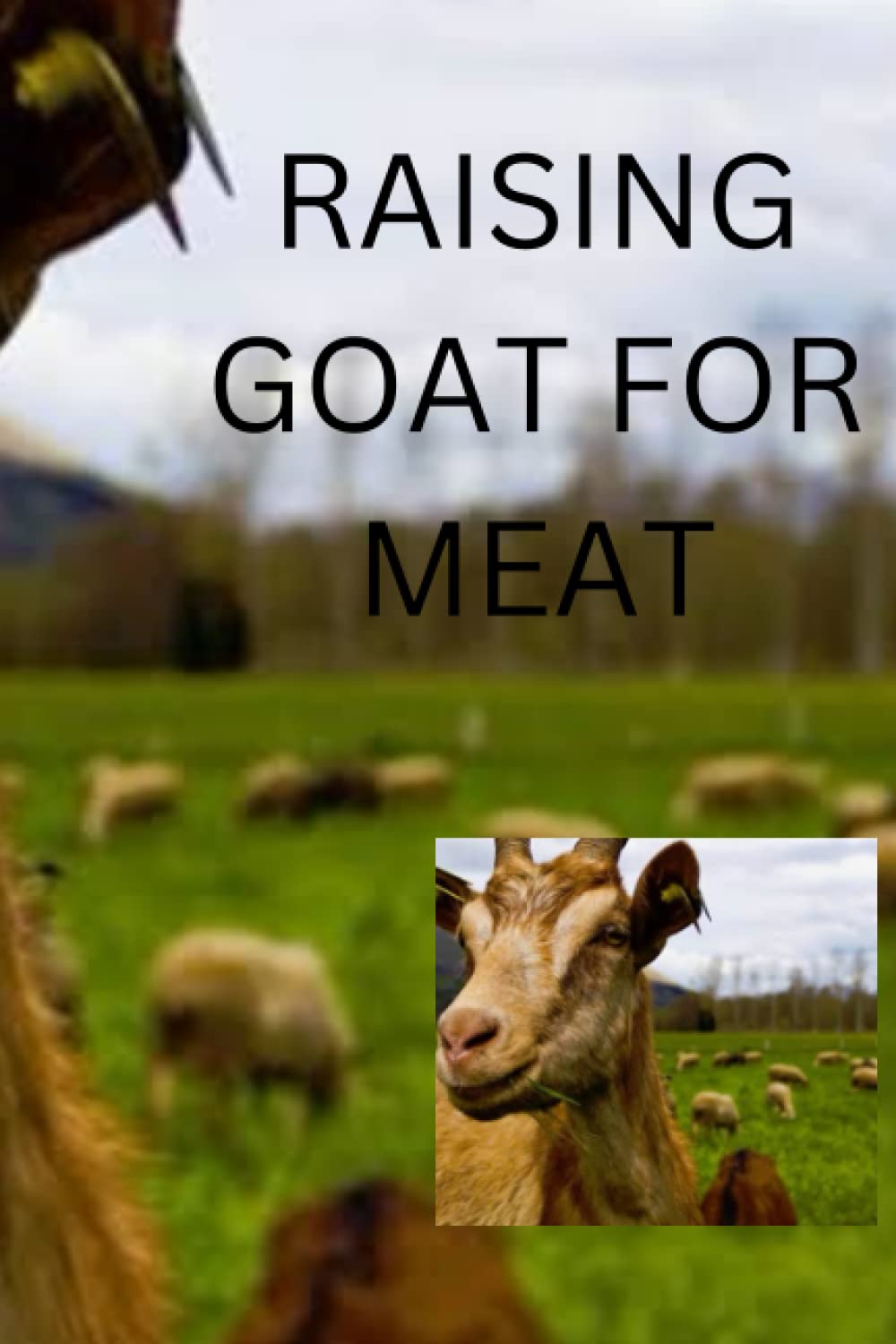 Buy RAISING GOAT FOR MEAT Complete beginners guide on how to raise