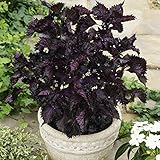 Outsidepride 1000 Seeds Annual Perilla Frutescens Beefsteak Plant Herb Garden Seeds for Planting
