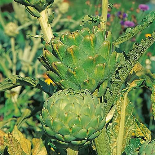 Artichoke Plug Plants. 'Imperial Star'. Globe Artichoke. Perennial
