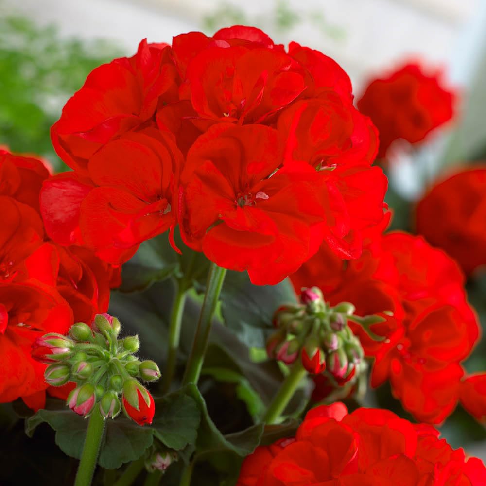 Yougarden Red Upright Geranium 'Firecracker', 24 Plug Plants, Vibrant Scarlet Summer Colour, Garden Bedding