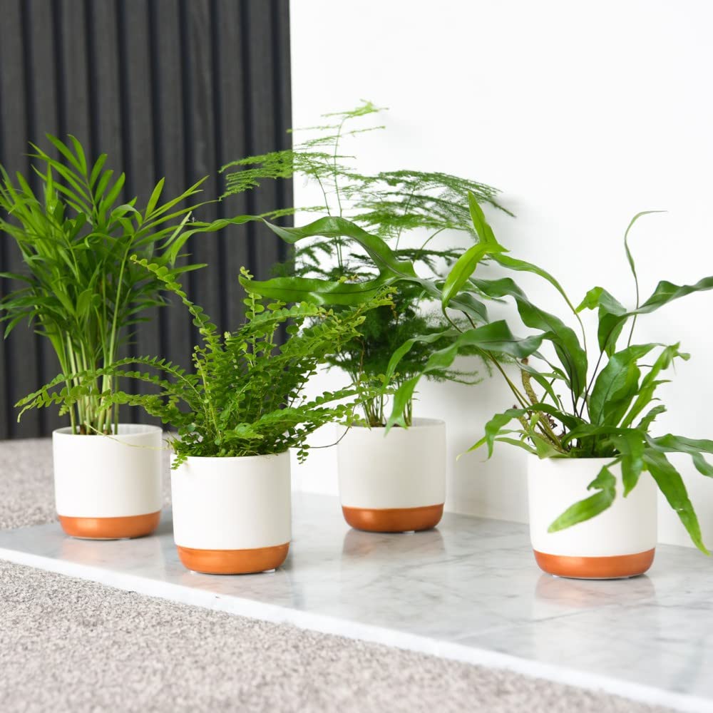 Green Houseplant Starter Mix Collection Tender Perennial Easy to Grow Indoor Calming Tropical Foliage House Plants Varying Leaf Shapes & Colours 6X 6cm Potted Plants by Thompson and Morgan (6)