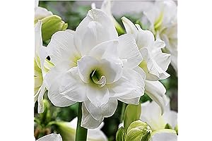 Indoor Forcing Flower Bulbs: Triple White Amaryllis