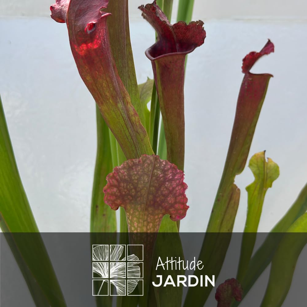 Attitude Jardin - Sarracenia oreophila - sarracénie des montagnes - plante carnivore - 55-60 cm - ⌀ 17 cm - plante d'extérieur