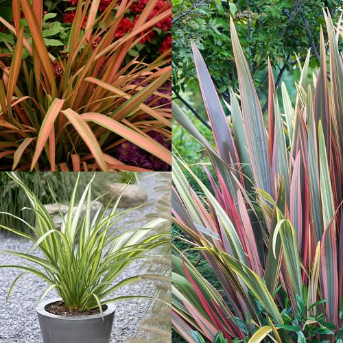 100Pcs Mixed Phormium Plant Seeds